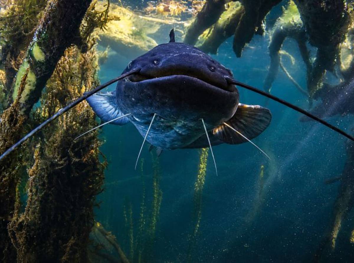 Il pirata d’acqua dolce approda a Torino con la mostra che racconta l’invasione silenziosa del pesce siluro